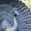 Pair Large Metal Peackock Garden Ornaments Garden Sculptures Candle and Blue Interiors