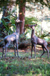 Extra Large Deer Statues Pair Garden Sculptures Candle and Blue