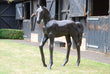 Standing Life Size Foal Garden Statue Garden Sculptures Candle and Blue
